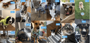 Collage of Fusion pets