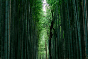 View of a gap in bamboo forest