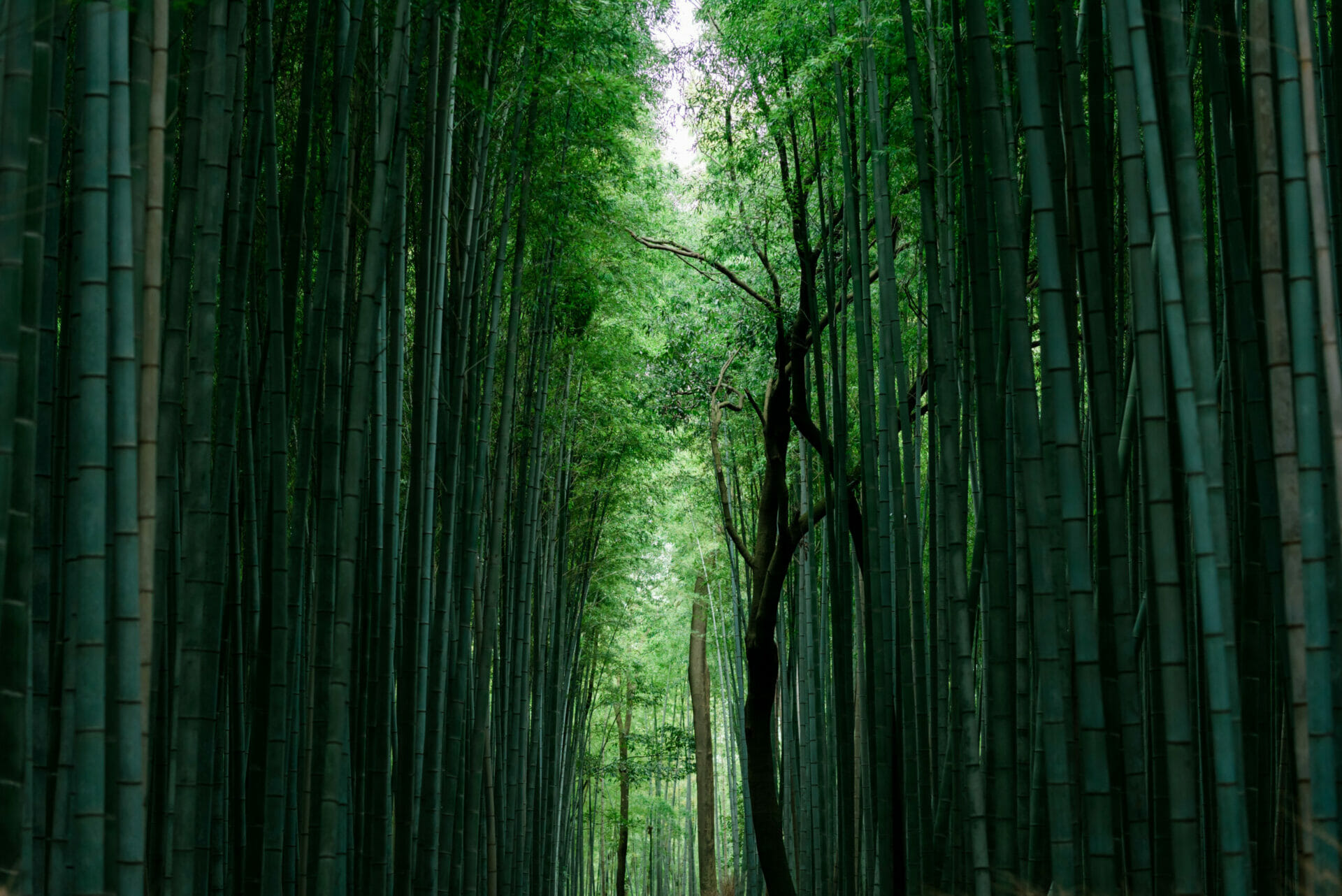 View of a gap in bamboo forest