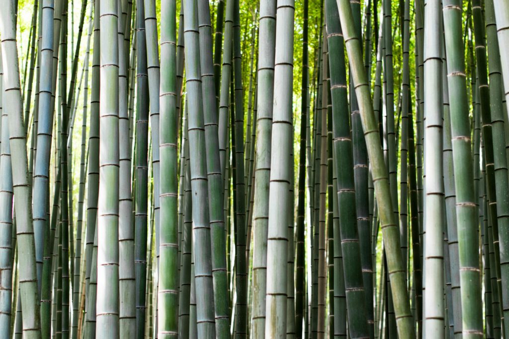 Bamboo Forest View