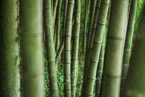Bamboo Trees Close Up