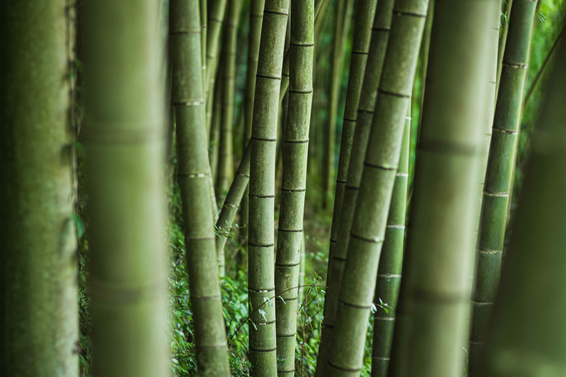 Bamboo Trees Close Up