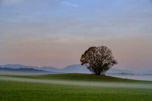 Germany, Pfaffenwinkel, view of landscape with single tree at morning mist