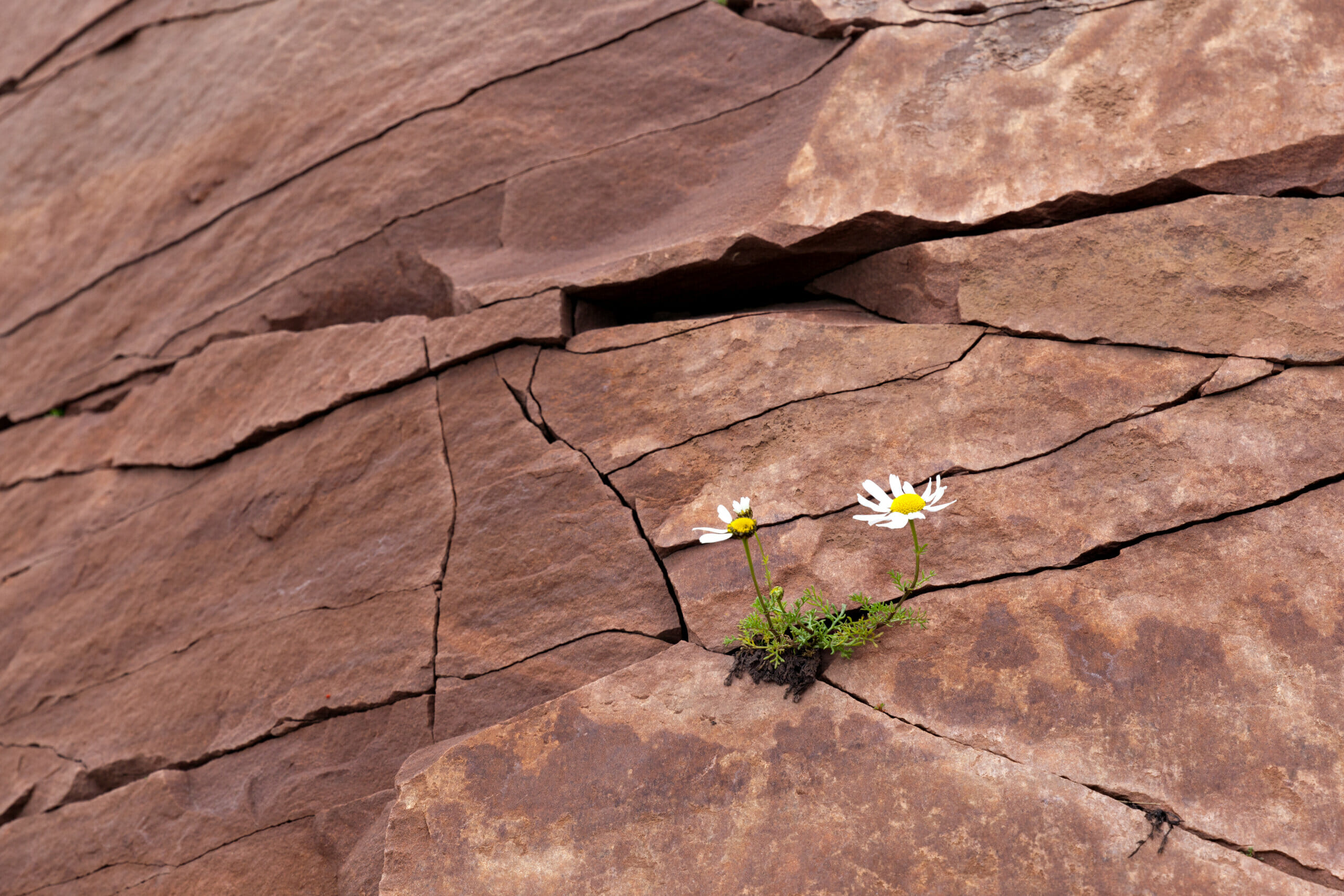 Arctic dwarf daisies grew in a crack in the rock