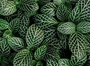 FULL FRAME SHOT OF PLANTS