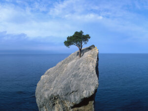 tree that fights for life on a rock