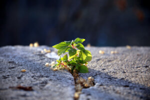 Backlight on green wild seedling growing in stone fracture