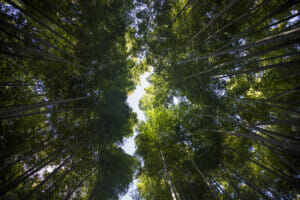 Japan, Tokyo, Directly below view of bamboo grove