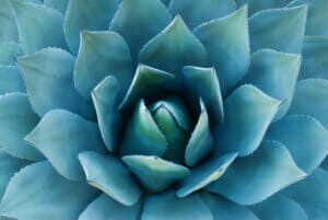 Agave Plant